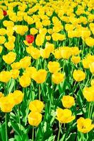 tulipas amarelas fecham o fundo foto