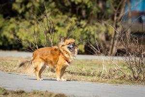 cachorro chihuahua no parque foto