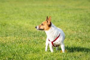 Jack Russell terrier foto