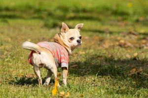 cachorro chihuahua na grama foto