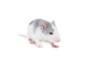 rato em fundo branco foto