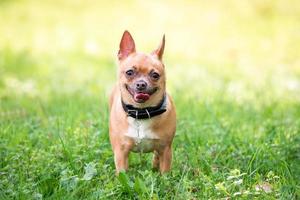 cachorro chihuahua na grama foto