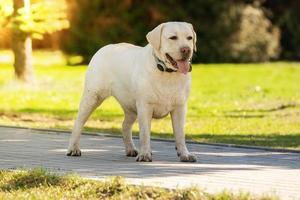 labrador retriever amarelo verão foto