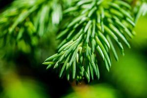 agulhas verdes de uma árvore de abeto foto