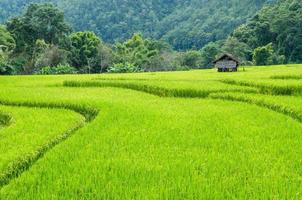 campo de arroz em terraço