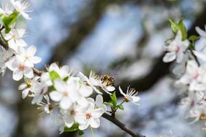 a abelha coleta néctar das flores de ameixa cereja. foto