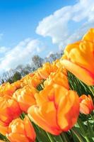 tulipas no sol da primavera.