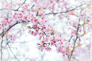 sakura flor de cerejeira foto