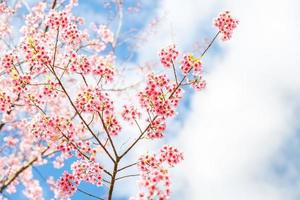 flor de primavera de cerejeira selvagem do Himalaia foto