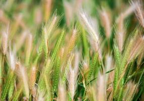 verão natureza trigo grama campo paisagens rurais foto