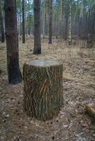 grande tronco de árvore foto