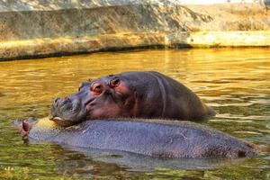 closeup tiro de um hipopótamo descansando em uma superfície de água em um zoológico foto