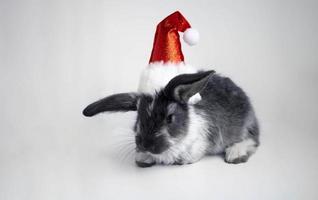 um coelhinho preto bonito em um chapéu de Papai Noel está sentado em um fundo branco. o conceito de ano novo, páscoa. 2023 ano do coelho de água preta foto