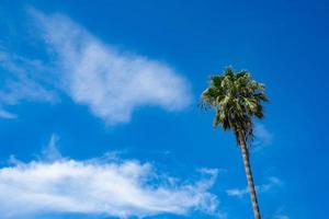 palmeira contra o céu com nuvem los angeles foto