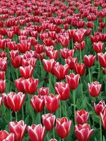 fazenda de tulipas foto