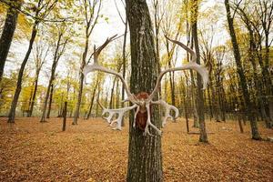 chifres de veado penduram na árvore na floresta de outono. foto