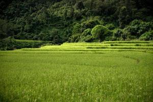 fazenda de arroz em kengtung foto