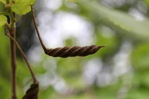 sementes marrons escuras para a árvore de parafuso do leste indiano estão no galho e desfocam o fundo, use curar diarréia na tailândia. foto