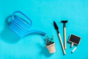 brotos em uma panela, regador e ferramentas de jardim em um fundo azul. conceito de jardinagem em casa foto
