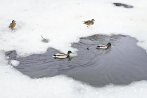 patos selvagens na água do rio congelado foto