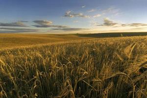 campo de trigo em uma noite de verão