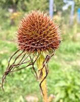 close-up de flor de echinacea purpurea murcha. foto