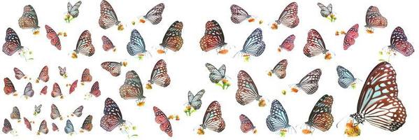 muitos tipos de borboletas em um fundo branco. borboleta encontrada na tailândia foto
