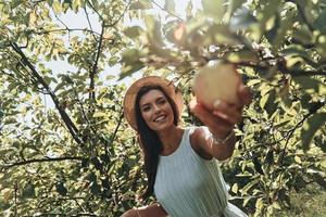 escolhendo o melhor. mulher jovem e atraente colhendo maçãs e sorrindo em pé no jardim foto