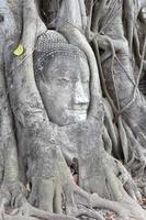 estátua de Buda entrelaçada pelas raízes da árvore espiritual foto