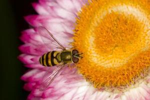 vespa amarela em flores