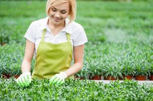 mulher jardinagem. bela jovem loira de avental cuidando de plantas em pé na estufa foto