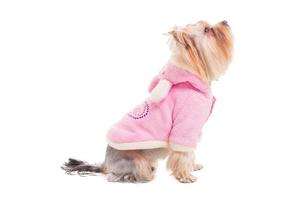 cão curioso. Vista lateral do yorkshire terrier fofo em roupas cor de rosa, olhando para cima enquanto está isolado no fundo branco foto