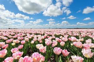 campo de tulipa rosa e céu azul