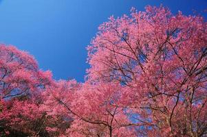flores de cerejeira da primavera com fundo de céu azul foto