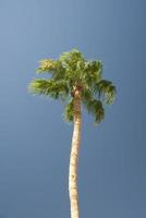 palmeira verde no fundo do céu azul