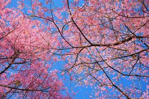 flores de cerejeira da primavera com fundo de céu azul foto