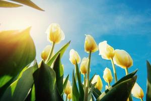 tulipas amarelas em um fundo de céu azul