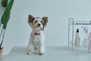 lindo cachorrinho sentado em cima da mesa no salão de beleza foto