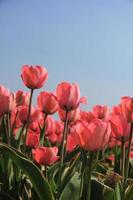 tulipas rosa e um céu azul