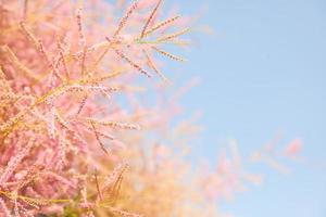 flor de árvore rosa no fundo do céu azul, foto