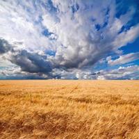 campo de trigo dramático céu azul nublado
