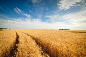 campo de trigo dourado com céu azul em fundo foto