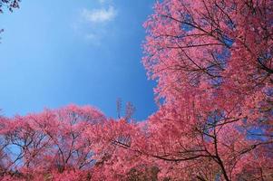 soberbas flores de cerejeira rosa com fundos de céu azul foto