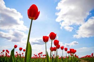 campo de tulipas vermelhas contra um céu azul