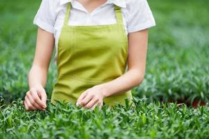 tornando o mundo verde. imagem recortada de mulher de avental cuidando de plantas em pé na estufa foto