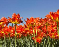 tulipas vermelhas no céu azul foto