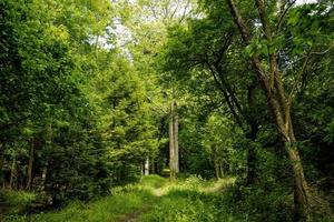 caminho na floresta foto