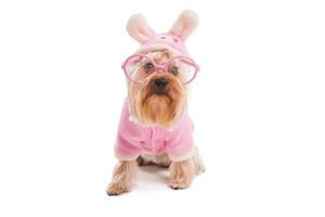 cachorro de páscoa. bonito yorkshire terrier em roupas cor de rosa e fantasia de coelho, olhando para a câmera enquanto está isolado no fundo branco foto