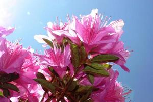 azaléia japonesa roxa "koenigstein" sob um céu azul, close-up