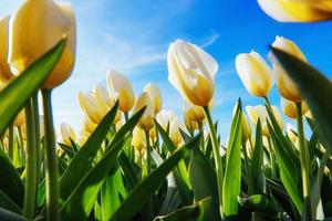 tulipas amarelas em um fundo de céu azul